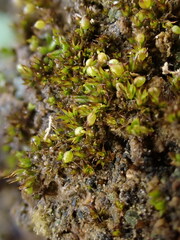 Microbryum curvicollum