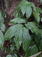 Elatostema platyphyllum