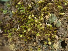 Microbryum curvicollum