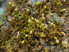 Microbryum curvicollum