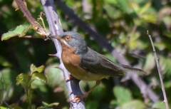 Curruca iberiae