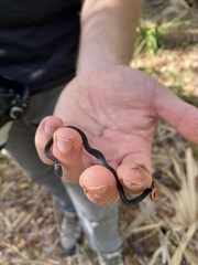 Diadophis punctatus punctatus