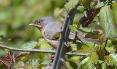 Curruca iberiae