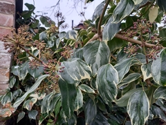 Hedera colchica