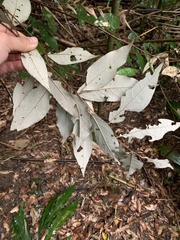 Styrax suberifolius