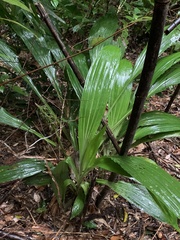 Calanthe speciosa