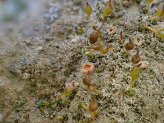 Octospora itzerottii