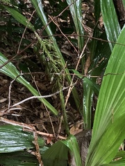 Calanthe speciosa