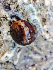 Nerita polita