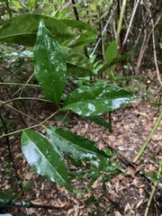 Ilex formosana