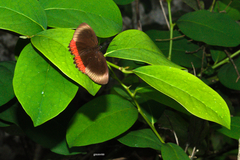 Biblis hyperia