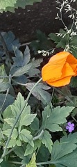 Papaver cambricum