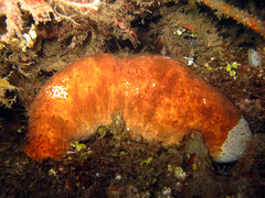 Actinopyga lecanora
