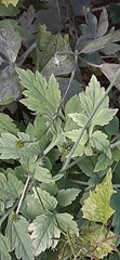 Papaver cambricum