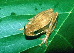 Hyperolius viridiflavus