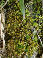 Microbryum curvicollum
