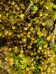 Microbryum curvicollum