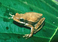 Hyperolius viridiflavus