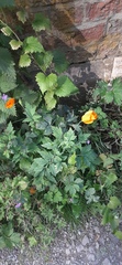 Papaver cambricum
