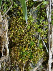 Microbryum curvicollum