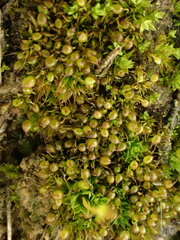 Microbryum curvicollum