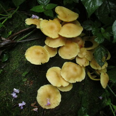 Tricholomopsis aurea