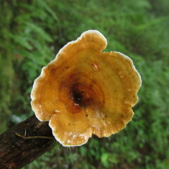 Microporus xanthopus