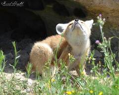 Vulpes vulpes barbara