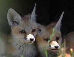 Vulpes vulpes barbara