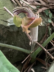 Arisaema ringens