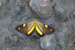 Phaeochlaena lampra