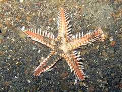 Astropecten polyacanthus