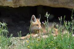 Vulpes vulpes barbara