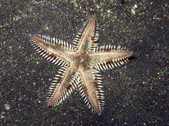 Astropecten polyacanthus