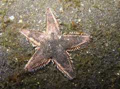 Astropecten