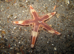 Astropecten