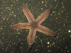 Astropecten