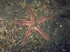Astropecten