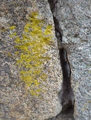 Flavoplaca