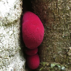 Fistulina africana