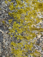Flavoplaca