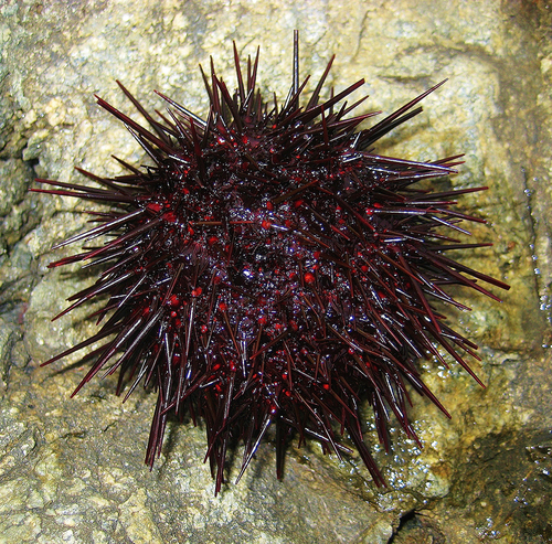 Mesocentrotus Nudus INaturalist Mesocentrotus Nudus INaturalist