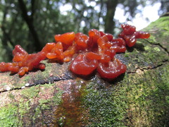 Phaeotremella fimbriata