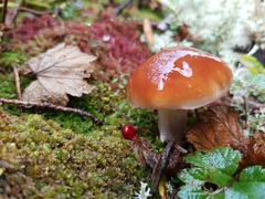 Cortinarius collinitus
