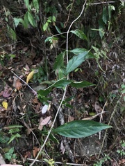 Mussaenda parviflora