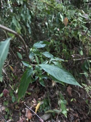 Mussaenda parviflora
