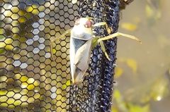 Notonecta viridis