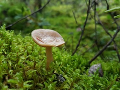 Lactarius griseus