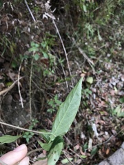Mussaenda parviflora