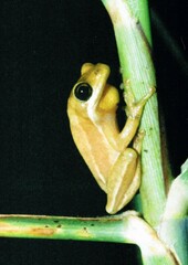 Hyperolius viridiflavus